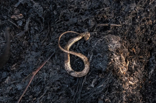 Cobra carbonizada