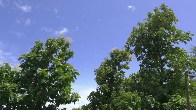 பசுமை செறிந்த காடு