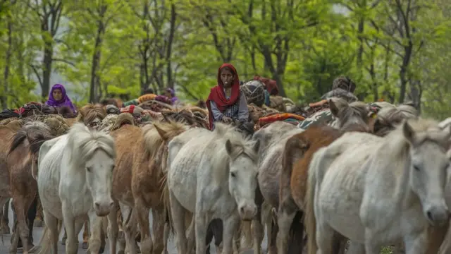 A girl rides a horse with cattle on the Srinagar-Jammu national highway while heading back to the warmer plains ahead of winter.