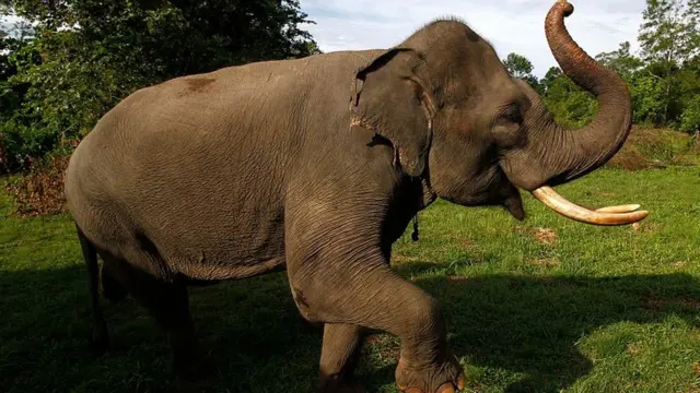 Enyi ga-abú isi oche