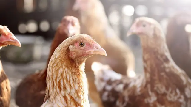 கொரோனா வைரஸ் பீதியால் கோழி விலை அதிரடி சரிவு