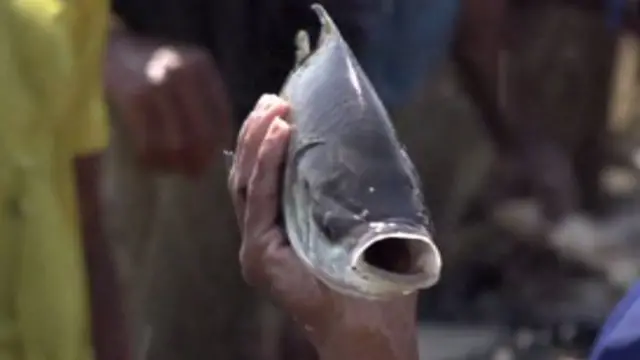 కొల్లేరు