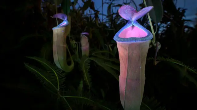 نباتات الأباريق المفترسة