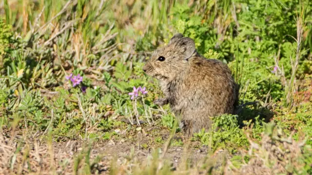 Una rata de arbusto Karoo