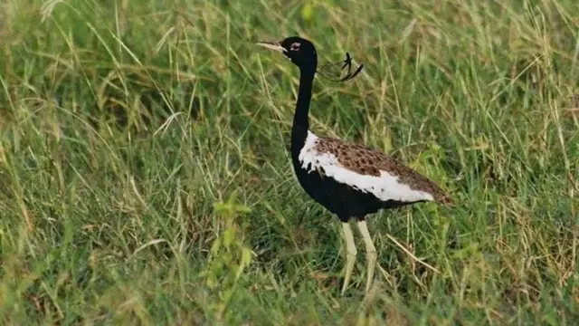 तणमोर 