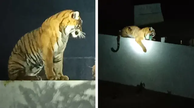 রাত জেগে পাহারা দেওয়ার সিদ্ধান্ত নেন গ্রামবাসীরা।