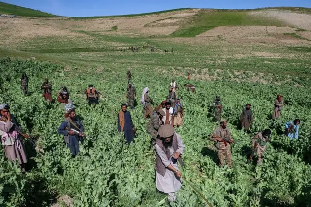 تخریب مزارع خشخاش در ولسوالی ارگو 