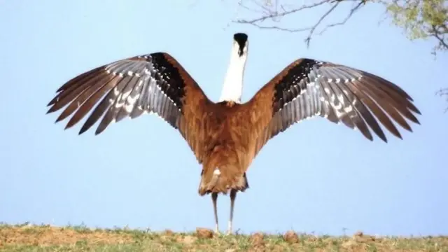 గోడావన్ బట్టమేక సంరక్షణ సింగల్ మాల్ట్ విస్కీ గ్రేట్ ఇండియన్ బస్టర్డ్