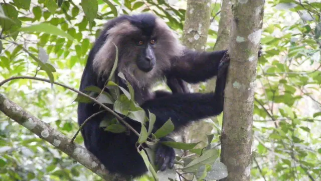 சிங்கவால் குரங்குகள், மேற்குத் தொடர்ச்சி மலை, இயற்கை, விலங்குகள்