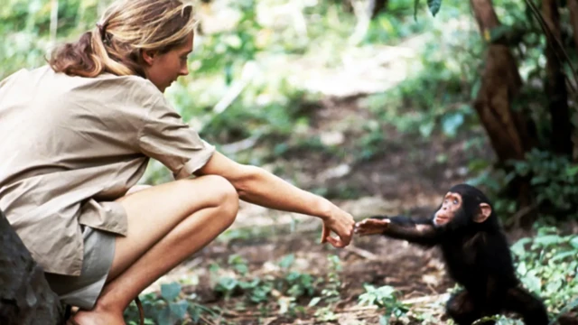 Jane Goodall oferece a mão a um filhote de chimpanzé na Tanzânia