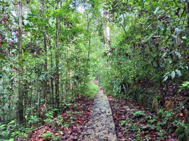 මේ වනාන්තරයට ඇතුළු වී මඳ දුරක් ගිය විට නොයෙකුත් දිසාවන්ට විහිදුණු මංපෙත් කිහිපයක් දැකිය හැකිය.