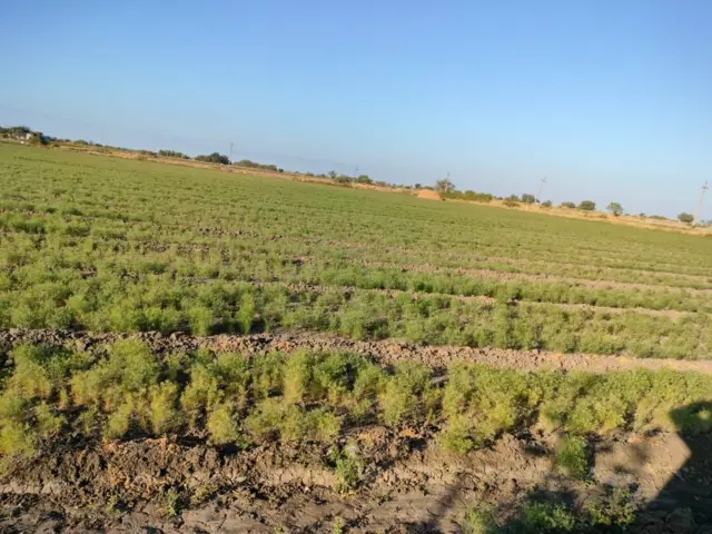 બીબીસી ગુજરાતી જીરું ગુજરાત રાજસ્થાન ખેતી ખેડૂત શિયાળુ પાક વાવેતર જીરાના ભાવ