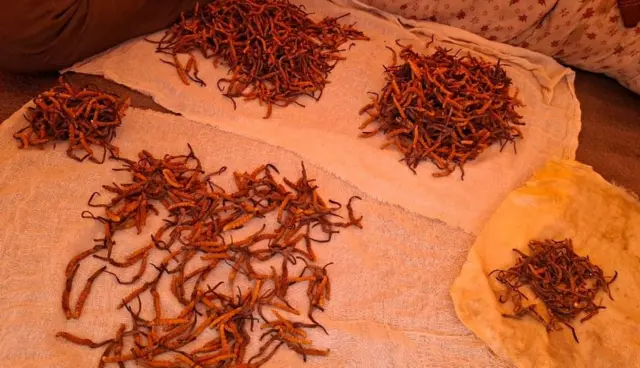 यार्सागुम्बा