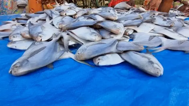 पापलेट मासा 