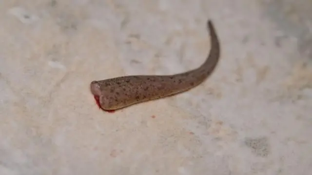 બીબીસી ગુજરાતી ગરોળી પૂંછડી જીવજંતુ વિજ્ઞાન સંશોધન