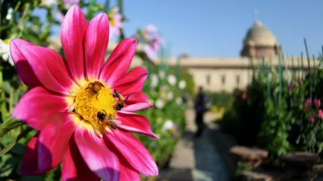 ਮੁਗ਼ਲ ਗਾਰਡਨ