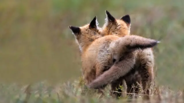 மனிதர்களை போலவே நட்புறவுக் கொள்ளும் விலங்குகள்