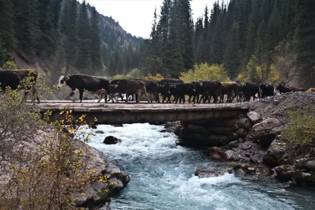 Кыргызстанда 1 783 469 ири мүйүздүү мал бар