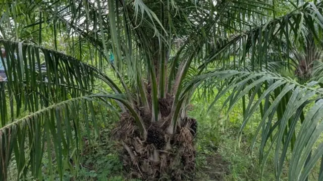 पामचे झाड 