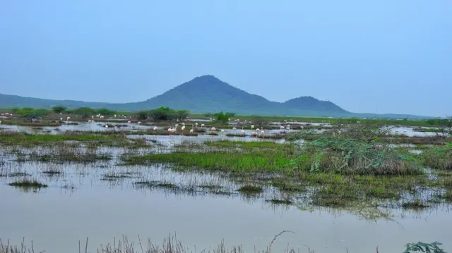 છારી ઢંઢ, રામસર સાઇટ, બીબીસી ગુજરાતી, કચ્છ, હેરિટેજ સ્થળ, ઐતિહાસિક સ્થળો, ગુજરાતનાં જાણીતાં સ્થળો, પર્યાવરણ