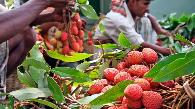 কালিপুর বাজারে লিচু