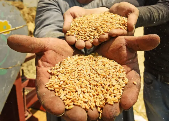 ઘઉંની તસવીર