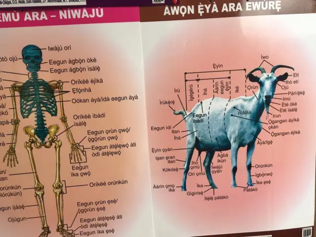 Awọn ẹya ara ọkunrin niwaju ati feremu ara pẹlu ti ẹranko