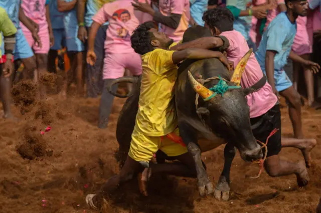 ஜல்லிக்கட்டு