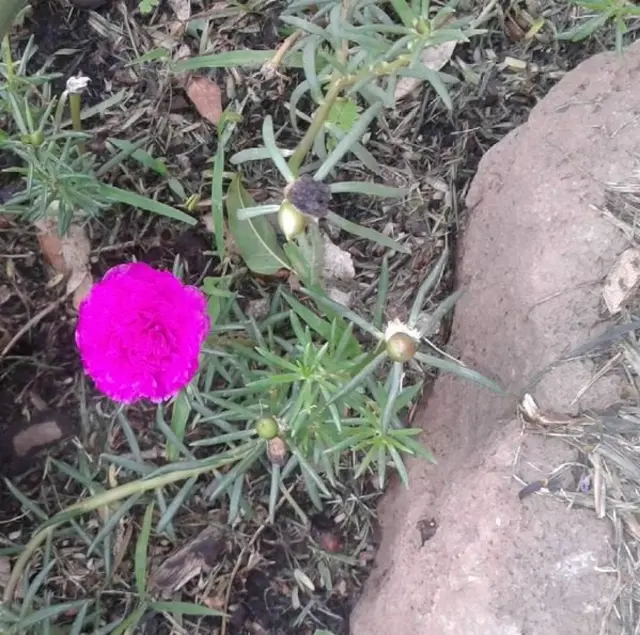 Clavel chino de fucsia intenso