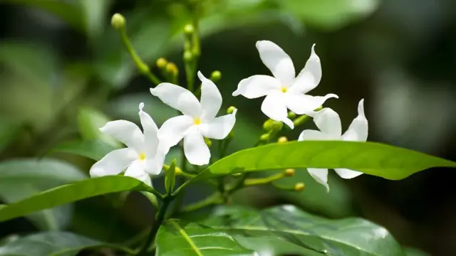 bunga melati digunakan untuk membuat khao chae