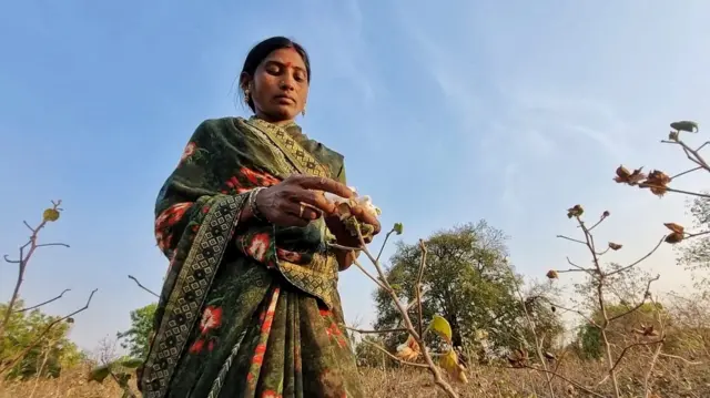 कापूस वेचणारी महिला