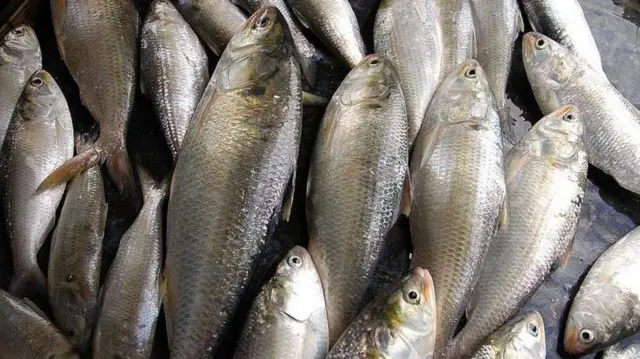 নদীতে তেল বেশি ছড়ালে মাছের ডিম ও খাবার ক্ষতির শিকার হবে। 