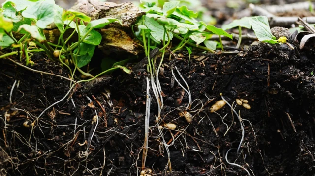 Plantas e raízes no solo