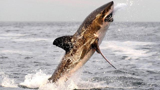 Большие белые акулы нападают на добычу снизу, на очень большой скорости, нанося при этом один-единственный, но сокрушительный укус