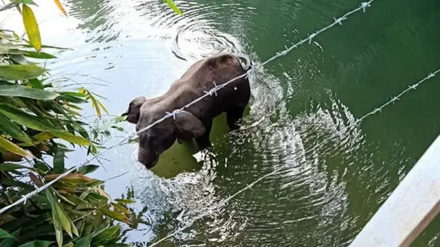 கேரளாவில் கர்ப்பிணி யானை பலி