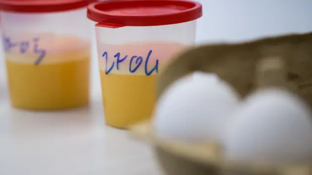 Hollanda'da labaratuvarda yumurtalar