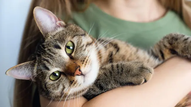 Küçük bir kızın kucağında kedi