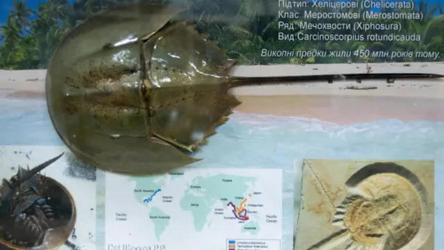 мечохвіст