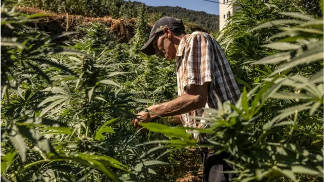 Plantación de marihuana.