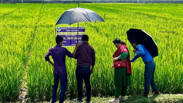 ধান গবেষণা