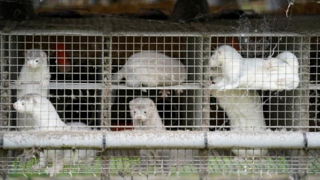 Caged mink on a farm in Gjoel, North Jutland, Denmark, on 9 October 2020