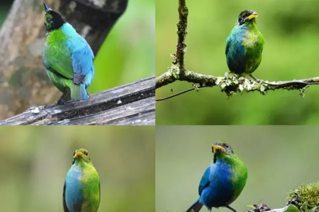 या विशिष्ट पक्ष्याचे सर्व अँगलने काढलेले फोटो