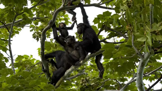 Chimpanzee family is sitting in a tree