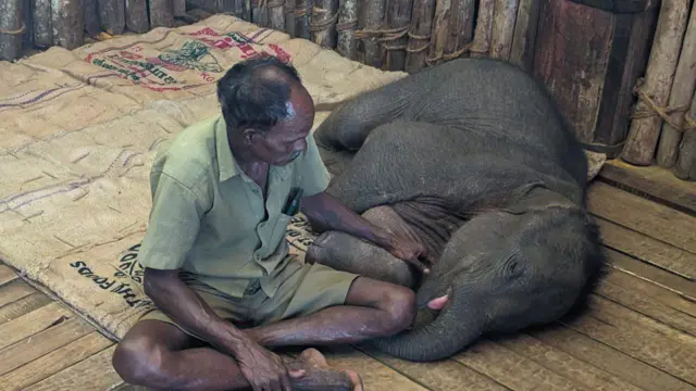 முதுமலை முகாமில் 3 குட்டி யானைகள் - தாய் யானை போல் வனத்துறையால் வளர்க்க முடியுமா?
