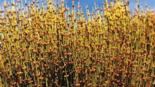 یک گیاه کوهی موسوم به «اِفِدرا»