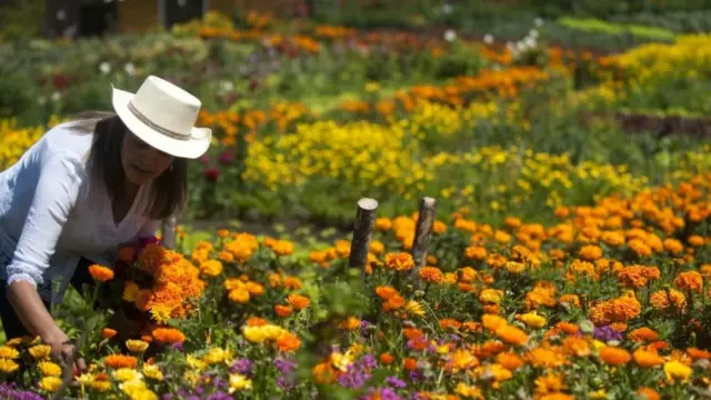 تبحث مزارع الزهور سبلاً تمكنها من العودة أقوى من السابق