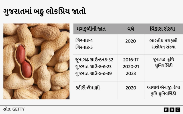 મગફળીની જાતો જે બહુ લોકપ્રિય છે, ગુજરાત, બીબીસી ગુજરાતી