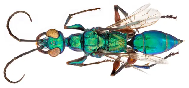 Avispa esmeralda.
