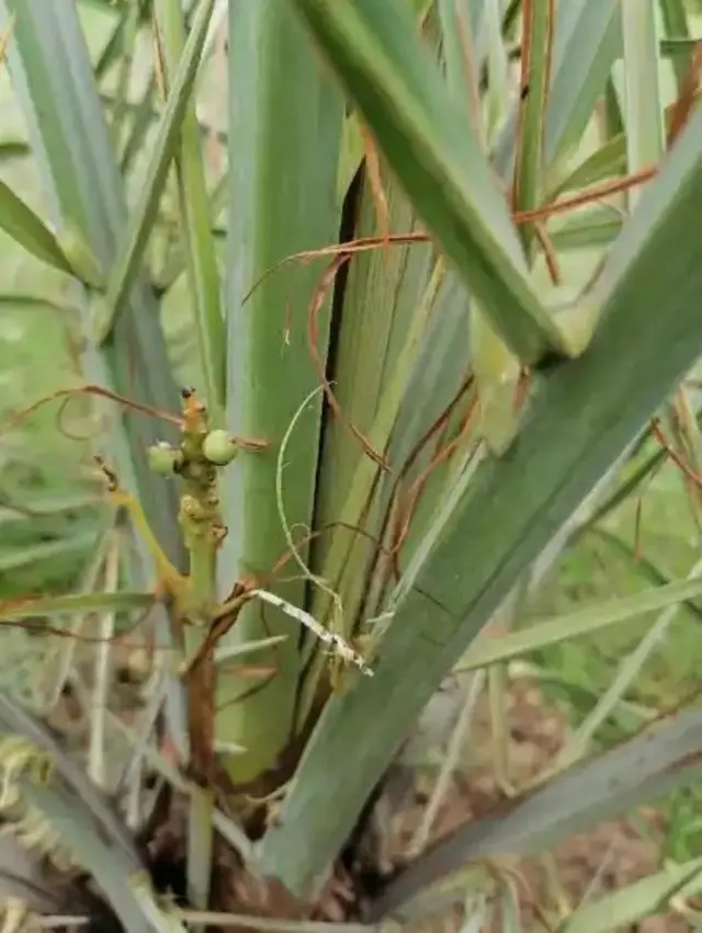 আরবী খেজুরের গাছ