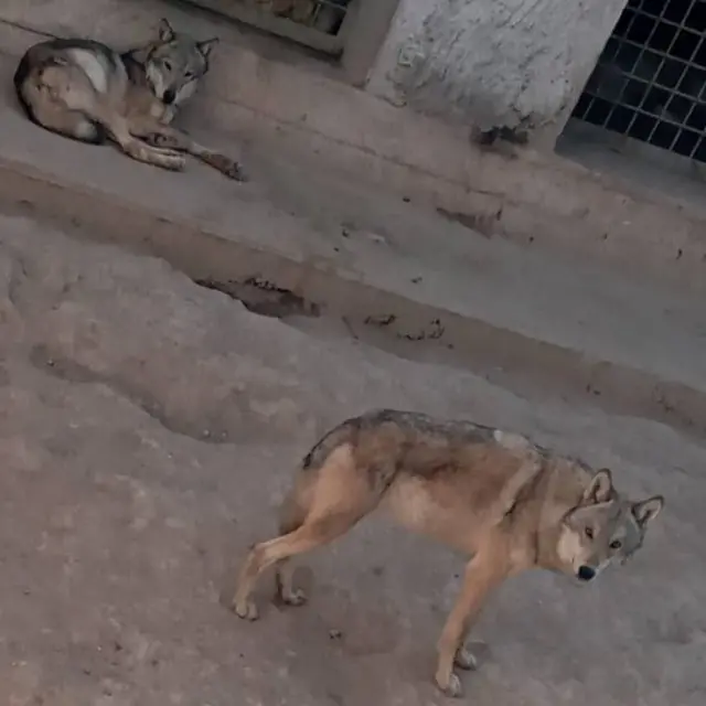 Termiz Hayvonot bog'i